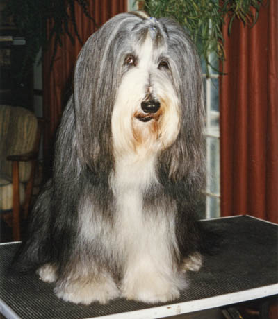 In January 1995,Megan is sitting up on the grooming tabl after being brushed.